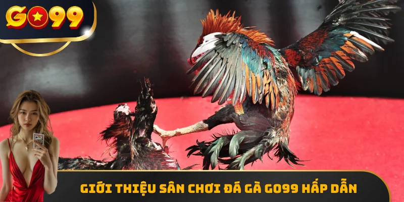 Giới thiệu sân chơi đá gà GO99 hấp dẫn